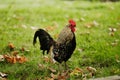 A Wyandotte rooster left the chicken coop and stay on the green grass. The rooster outdoors on the lawn.