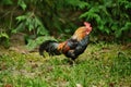 A Wyandotte rooster left the chicken coop and stay on the green grass. The rooster outdoors on the lawn.