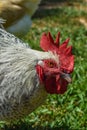 Wyandotte Rooster Profile