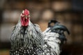 Wyandotten rooster in front of a pile of wood