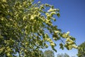 Wych elm branches with immature fruits against blue sky
