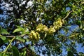 Wych elm Ulmus glabra twigs with leaves and seeds samaras on blurry spring sky background