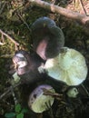 Wylde comestible mushrooms in the forest