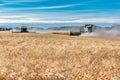 Wymark, SK- Sept 8, 2020: Multiple combines harvesting wheat in a field at sunset in Wymark, Saskatchewan