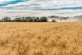 Wymark, SK- Sept 8, 2020: Single combine harvesting wheat in a field at sunset in Wymark, Saskatchewan