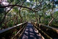 Wynnum Mangrove Boardwalk in Brisbane, Queensland, Australia