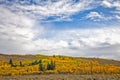 Colorful Aspens Adorn a Wyoming Hillside Royalty Free Stock Photo