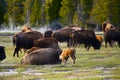 Wyoming Buffaloes