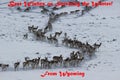 Wyoming Christmas. Pronghorn in Winter. Royalty Free Stock Photo