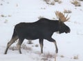 Wyoming Christmas. Pronghorn in Winter. Royalty Free Stock Photo