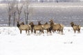 Wyoming Elk Herd