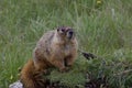 Wyoming Ground Squirrel