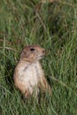 Wyoming Prairie Dog