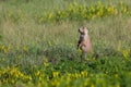 Wyoming Prairie Dog