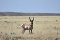 Wyoming pronghorn antelope buck