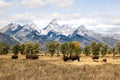 IDAHO SOMEWHERE WILDEST WILD BARN BISON BUFFALO Royalty Free Stock Photo