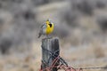 In Wyoming the state bird is the first song of spring.