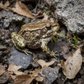 Wyoming Toad Demonstrating Remarkable Camouflage in the Wild Royalty Free Stock Photo