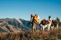 Hunter and his two pack llamas look out on a mountain ridge during a deer hunting trip. Blue sky