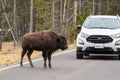 Baby bison calf stands in the road, causing a bison traffic jam in Yellowstone National Park Royalty Free Stock Photo