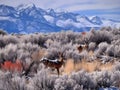 Wyoming Wildlife Made With Generative AI illustration