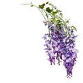 Wysteria Royalty Free Stock Photo