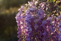 Wysteria Flowers Royalty Free Stock Photo