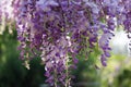 Wysteria Flowers Royalty Free Stock Photo