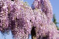 Wysteria Flowers Royalty Free Stock Photo