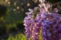 Wysteria Flowers Royalty Free Stock Photo