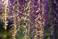 Wysteria Flowers