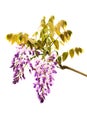 Wysteria Flowers Royalty Free Stock Photo