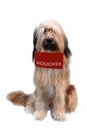 WÃÂ¤ller, a new breed of dogs, holding a gift voucher Royalty Free Stock Photo