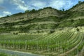 WÃÂ¼rzburg, Germany - Vineyard rockface Royalty Free Stock Photo