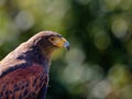 WÃ¼stenbussard (Harris-Hawk) von der Seite Royalty Free Stock Photo