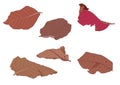 Dry leaf Brown seamless on white background