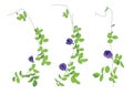 Colour Pea flowers Leaves lined design on white background