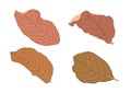 Colour brown dry leaf paint Brown dry leaves summer autumn
