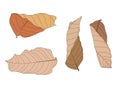 Colour brown dry leaf paint and Brown dry leaves summer autumn