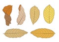 Colour brown dry leaf paint and Brown dry leaves summer autumn