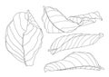 Skeletal leaves Dry leaf lined design Royalty Free Stock Photo