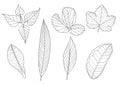 Leaves line single leaf and leaf pattern black Bring to color decorate