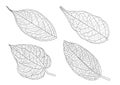 Leaves line single leaf and leaf pattern black Bring to color decorate