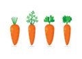Set of Four carrots with green leaves. Sweet vegetable