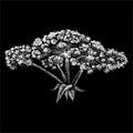 The Vector logo hogweed for tattoo or T-shirt design or outwear. Cute print style hogweed background. This drawing is for black f