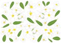 Frangipani flowers close up beautiful plumeria pattern design on white background