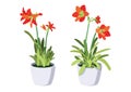 Hippeastrum johnsonii bury frower in potted plants on white background