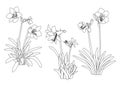 Line hippeastrum johnsonii bury frower on white background illustration vector