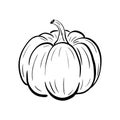 Hand drawn pumpkin sketch