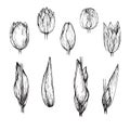 Set of different types of flowers and leaves of blooming tulips. Handmade linear drawing. Royalty Free Stock Photo